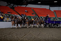 39.Belgian Six-Horse Hitch
