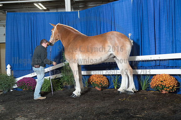 NABC8_10152016_SCL_1933