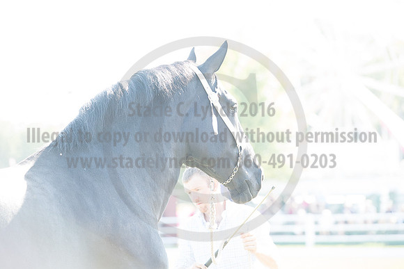 Carp_09222017_SCL_2710