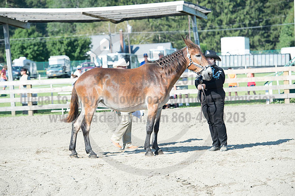 2016DCF_08272016_SCL_1027