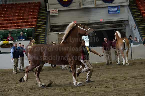 NABC8_10132016_SCL_5088