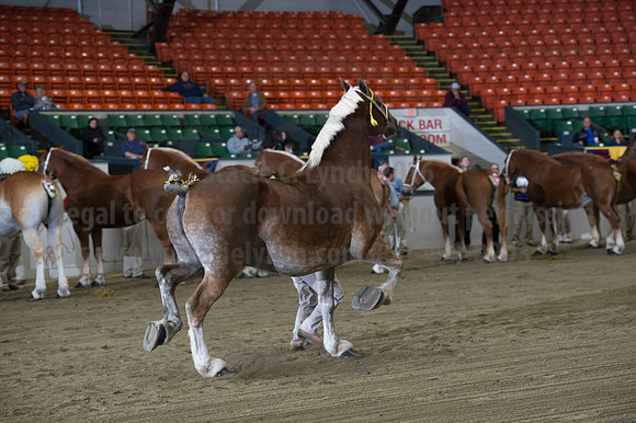 NABC8_10132016_SCL_5179