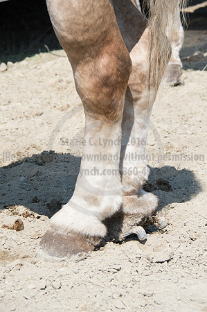 2016DCF_08242016_SCL_9212