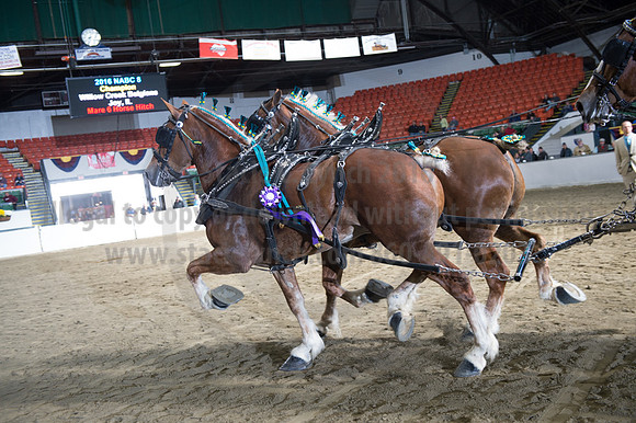 NABC8_10142016_SCL_8837