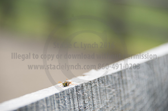 2016DCF_08242016_SCL_9172