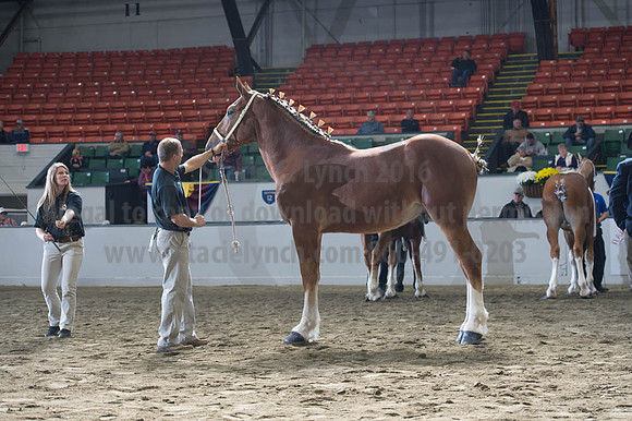 NABC8_10122016_SCL_2850