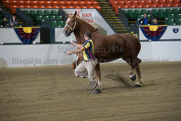 NABC8_10132016_SCL_5091