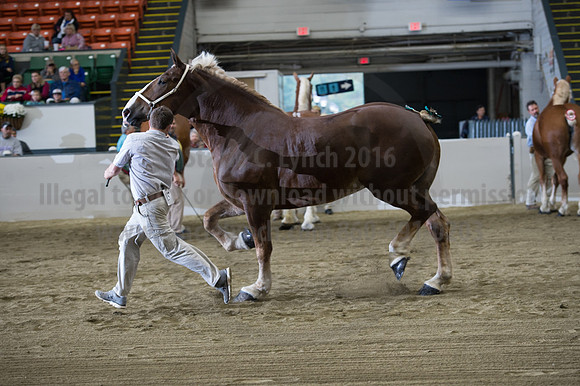NABC8_10132016_SCL_5234