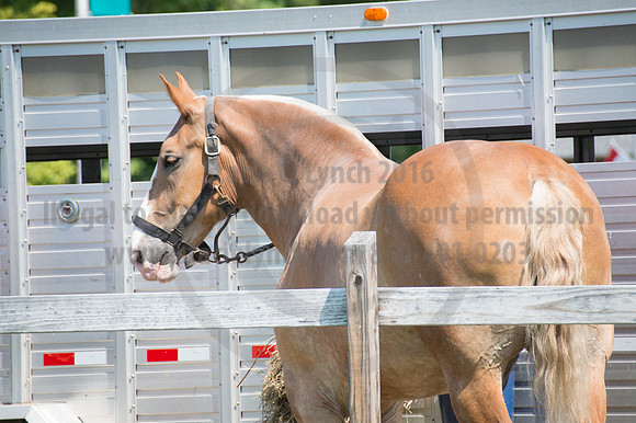 2016DCF_08242016_SCL_8896