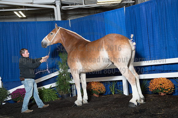 NABC8_10152016_SCL_1958