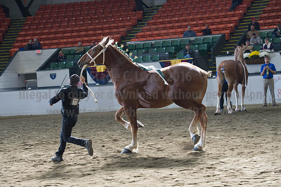 NABC8_10122016_SCL_2857