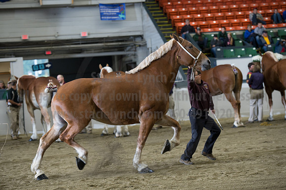 NABC8_10132016_SCL_5201