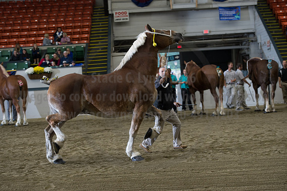 NABC8_10132016_SCL_5190