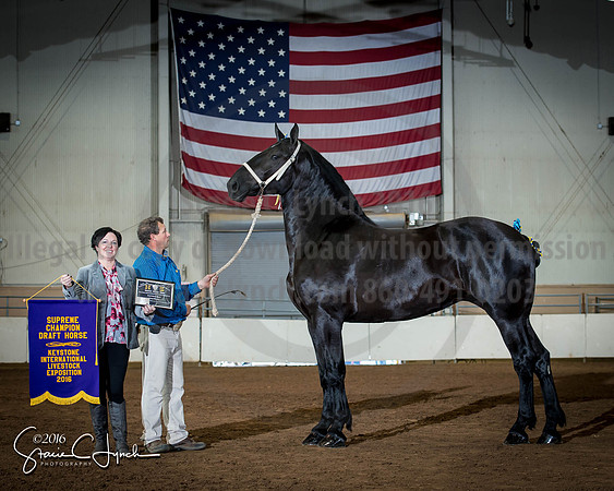 Supreme_Halter_Horse_2016_KILE_10072016_SCL_8264