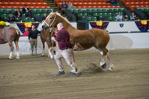 NABC8_10132016_SCL_5052