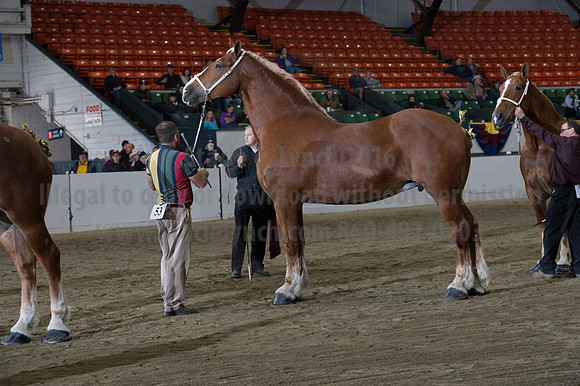 NABC8_10132016_SCL_5320