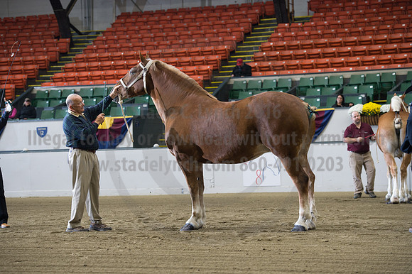 NABC8_10132016_SCL_5046