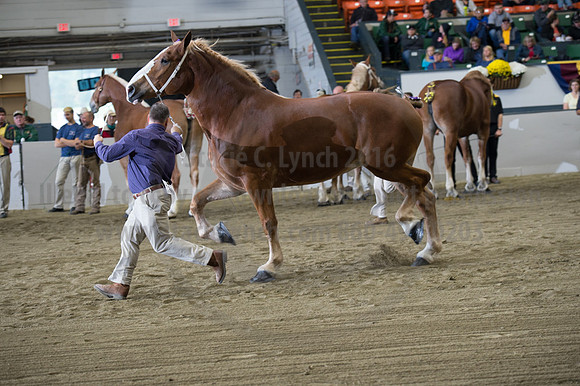 NABC8_10132016_SCL_5272