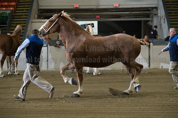 NABC8_10132016_SCL_5035