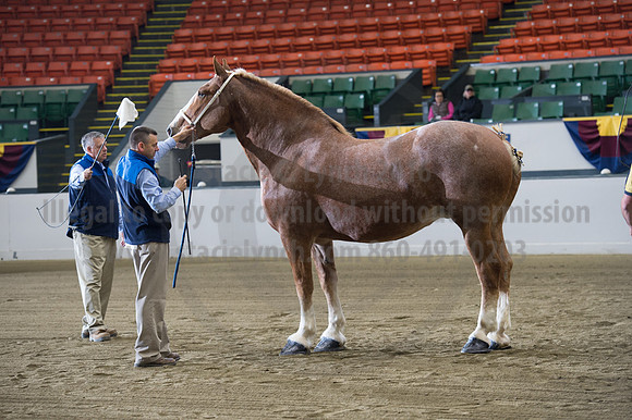NABC8_10132016_SCL_5114