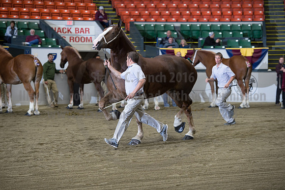 NABC8_10132016_SCL_5233