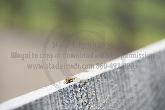 2016DCF_08242016_SCL_9171