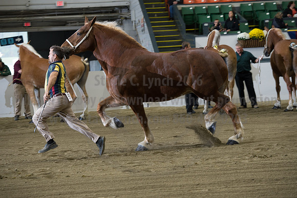 NABC8_10132016_SCL_5092