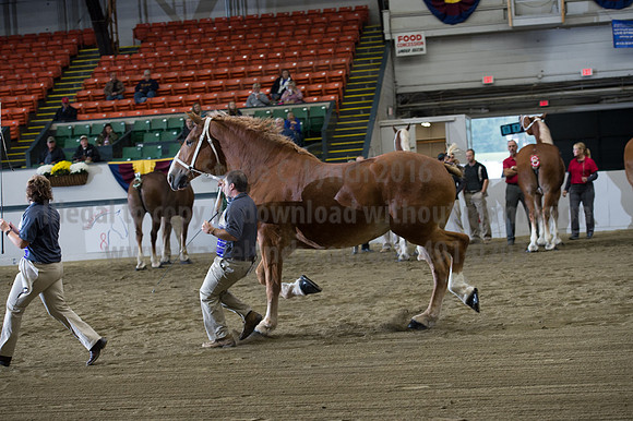 NABC8_10132016_SCL_5162
