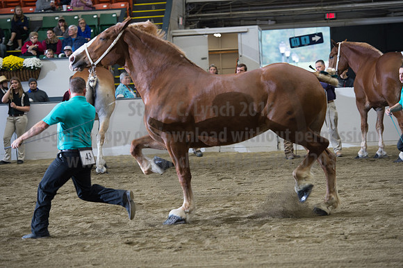 NABC8_10132016_SCL_5219