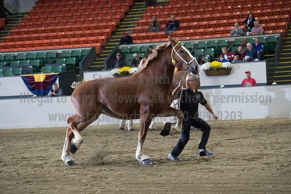 NABC8_10132016_SCL_5148