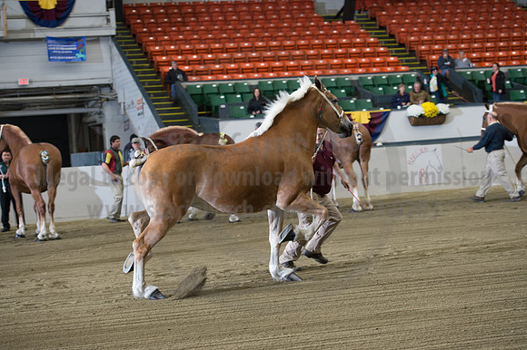 NABC8_10132016_SCL_5049