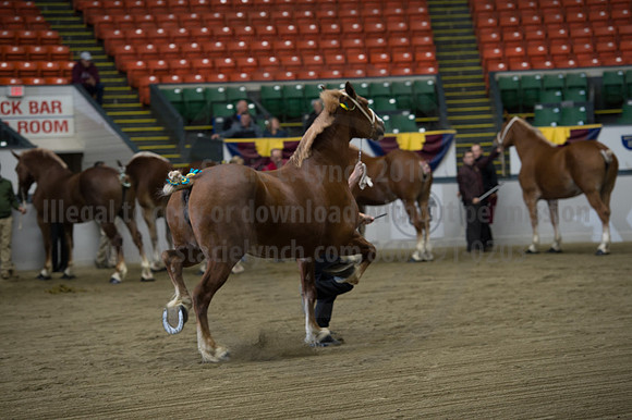 NABC8_10132016_SCL_5215