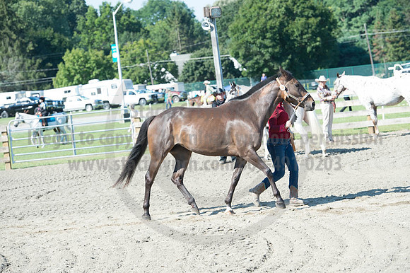 2016DCF_08272016_SCL_1066