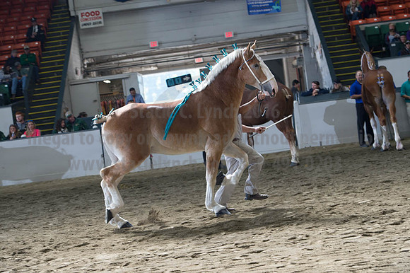 NABC8_10122016_SCL_2831