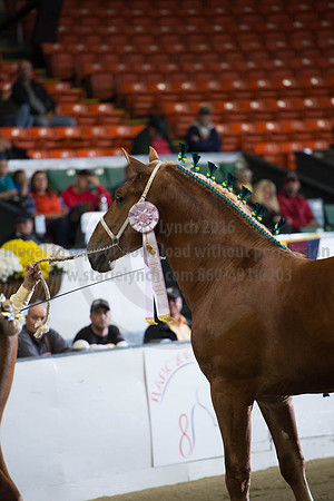 NABC8_10122016_SCL_4128