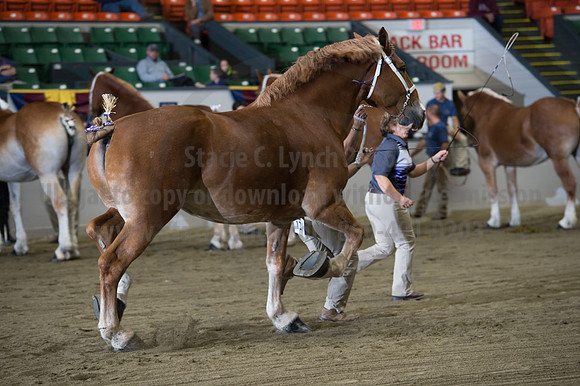 NABC8_10132016_SCL_5170