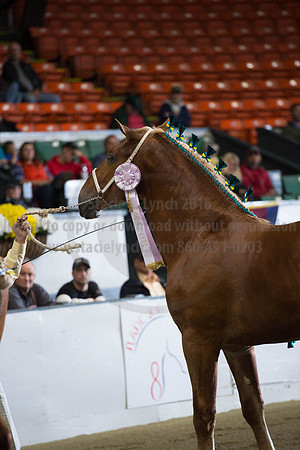 NABC8_10122016_SCL_4127