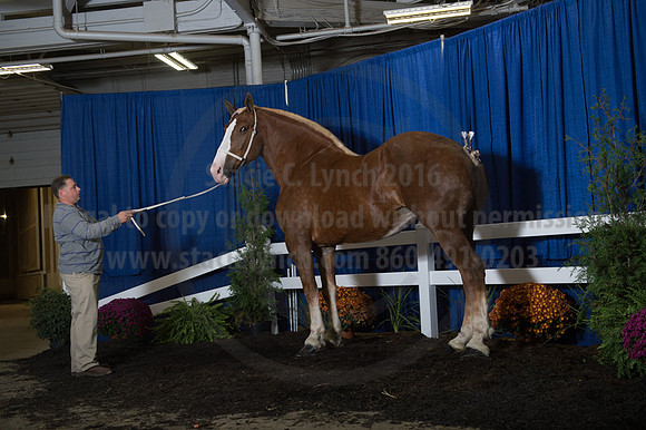 NABC8_10152016_SCL_1908