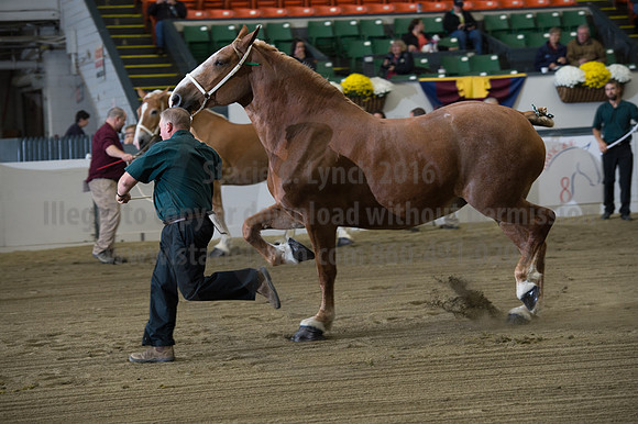 NABC8_10132016_SCL_5074