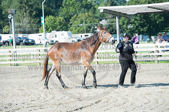 2016DCF_08272016_SCL_1026