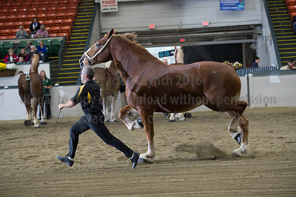 NABC8_10132016_SCL_5151