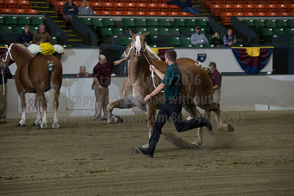 NABC8_10132016_SCL_5062
