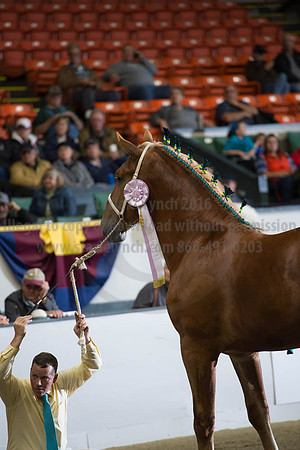 NABC8_10122016_SCL_4130