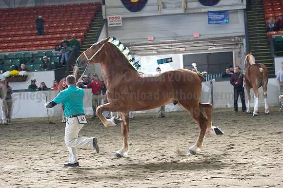 NABC8_10122016_SCL_2882
