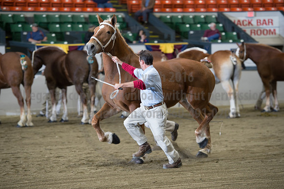 NABC8_10132016_SCL_5143