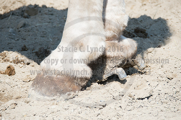 2016DCF_08242016_SCL_9211