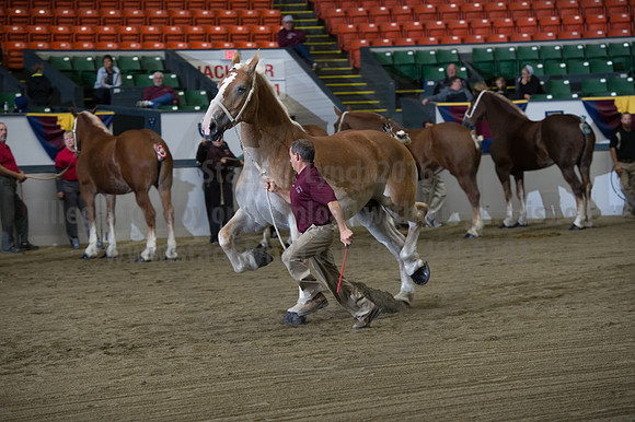 NABC8_10132016_SCL_5261