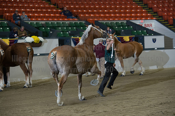 NABC8_10132016_SCL_5071