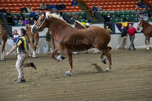 NABC8_10132016_SCL_5292