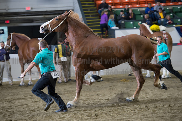 NABC8_10132016_SCL_5218
